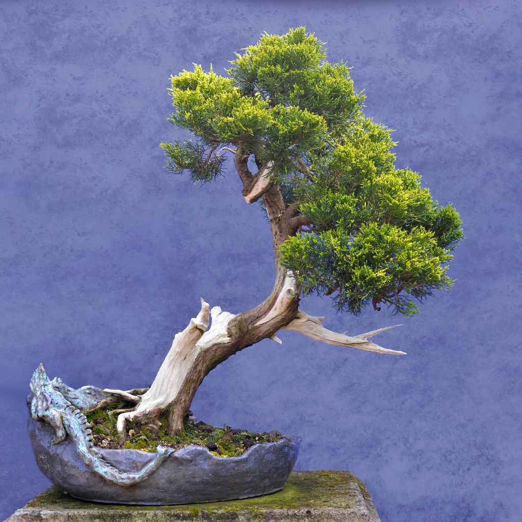 Understanding Large Indoor Bonsai