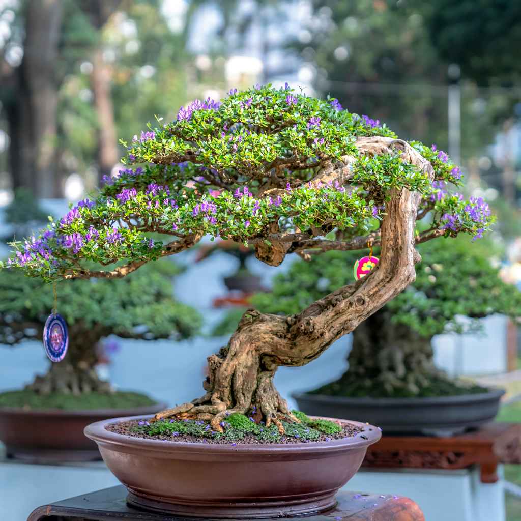 The Long-Term Relationship with Your Bonsai