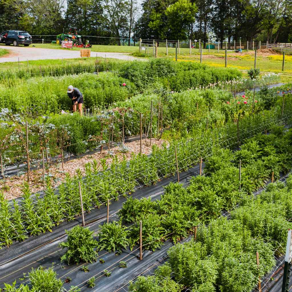 Quick Tips for Modern Gardeners