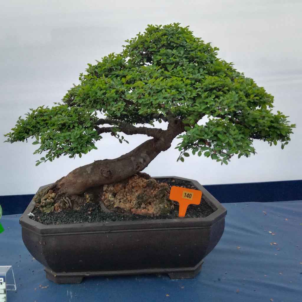 Understanding Your Hawaiian Bonsai Umbrella Tree's Light Needs
