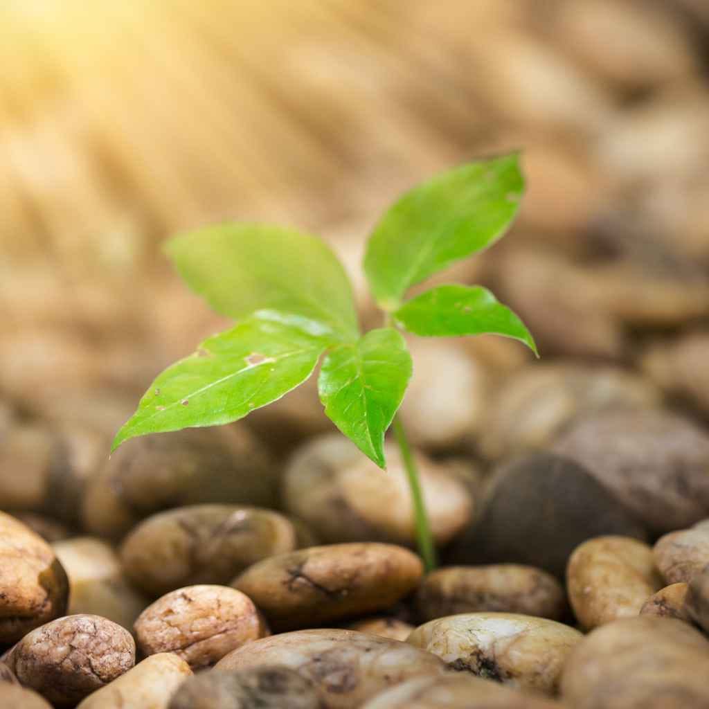 Quick Tips for Happy Plants