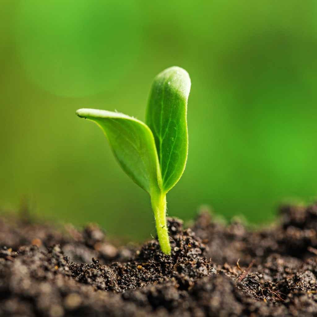 My Own "Aha!" Moment with Plant Gas