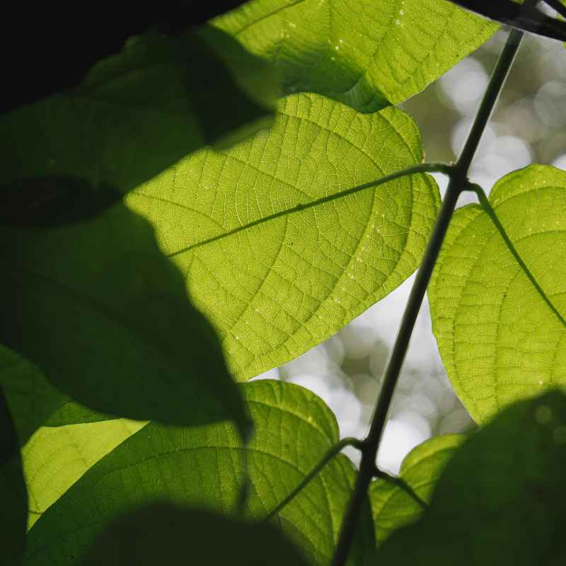 Can Plants Produce Too Much Oxygen?