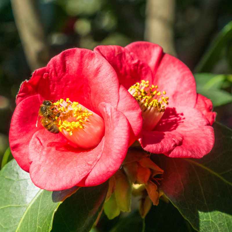 Quick Fixes and Tips for Indoor Camellias