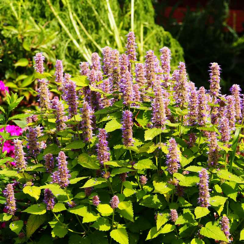 Quick Fixes for Common Hyssop Problems