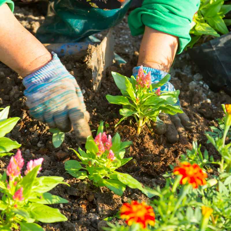 Quick Tips for Aspiring Gardeners
