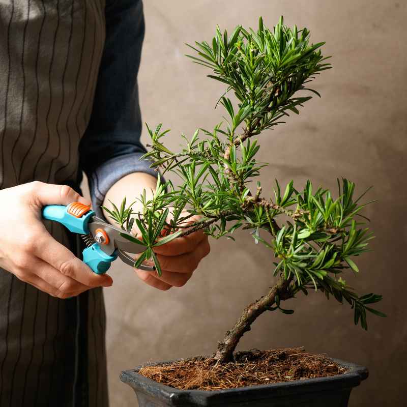 Quick Tips for Choosing and Using Shears