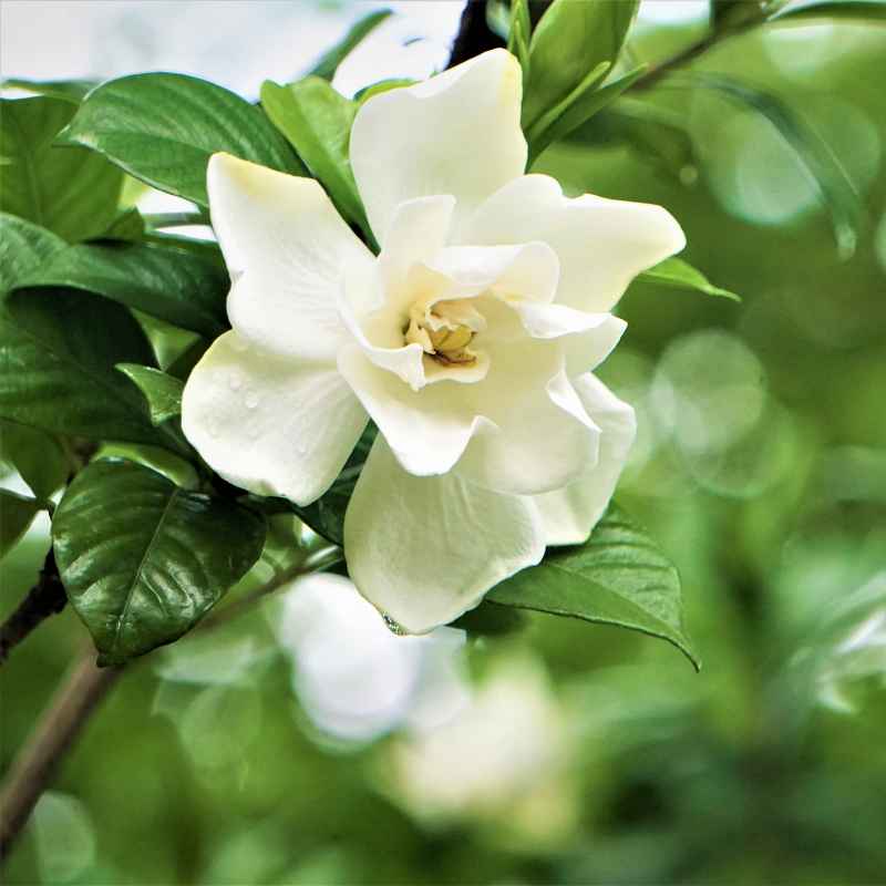 Quick Tips for Healthier Gardenia Bonsai Blooms