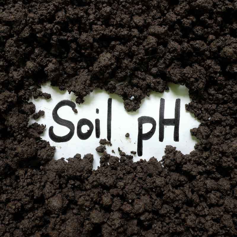 Quick Tips for Managing Soil pH