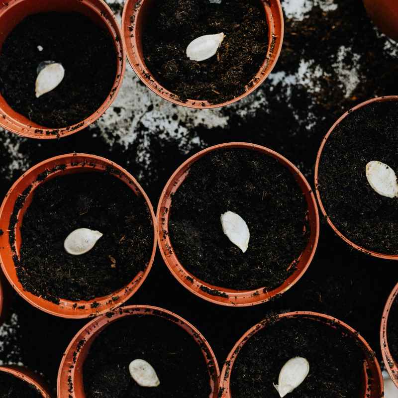Quick Tips for Soil Success