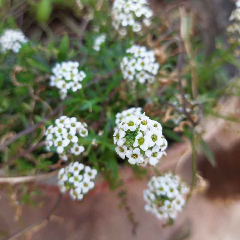 Quick Tips for Successful Garden Planting