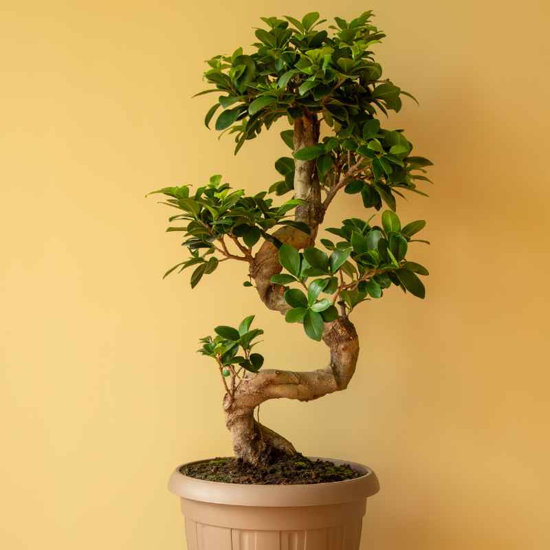 Quick Tips for Successful Ginseng Banyan Seed Starting