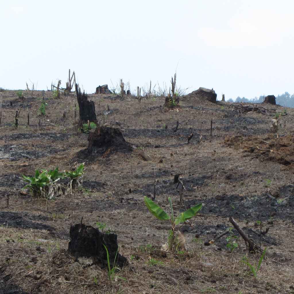 Quick Tips for Supporting Forests