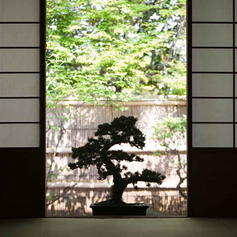 Quick Tips for Winter Bonsai Watering Success