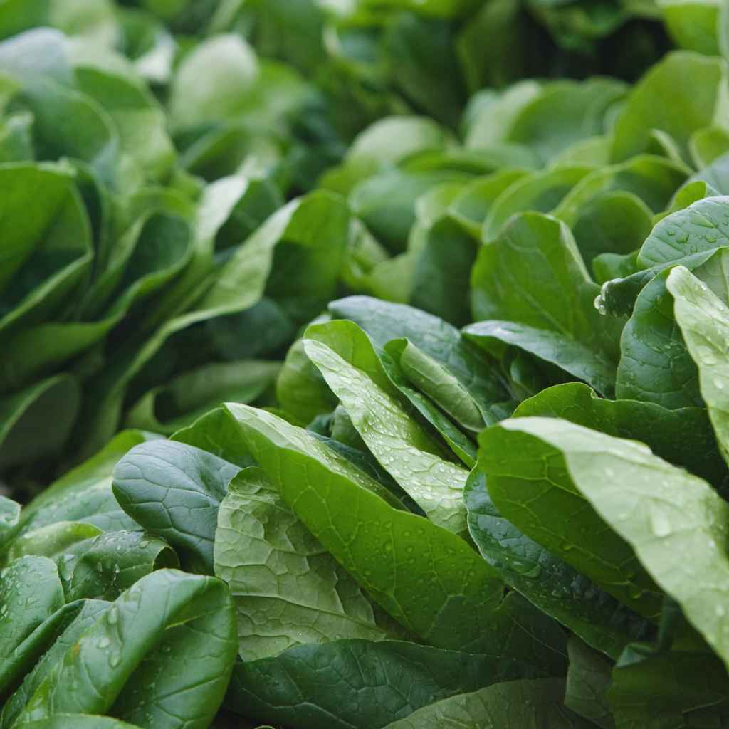 Quick Tips for a Bountiful Harvest