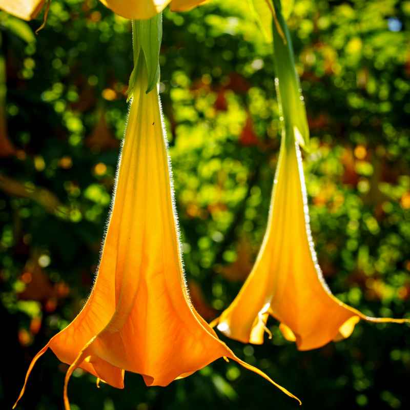 The Beauty of Outdoor Brugmansia Bonsai