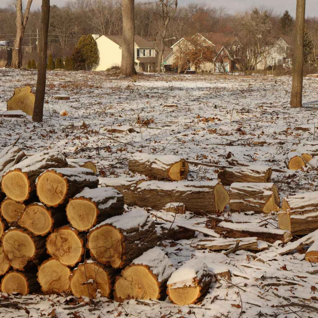 The Great Clearing