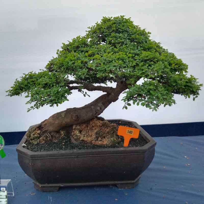 The Importance of E-E-A-T in Nursery Selection