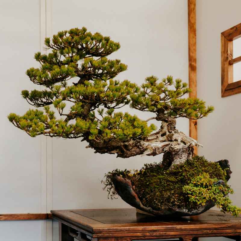 The Journey of a Thunderhead Bonsai