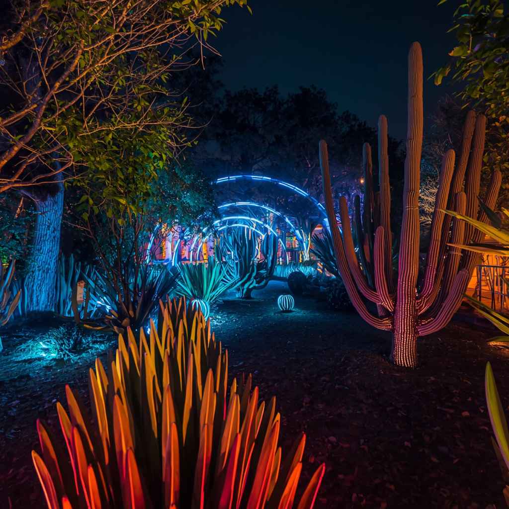 The Magic of Nocturnal Desert Blooms