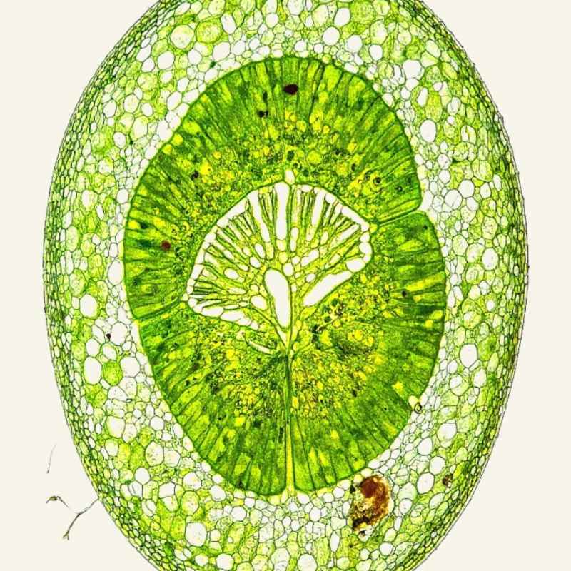 The Mighty Chloroplast