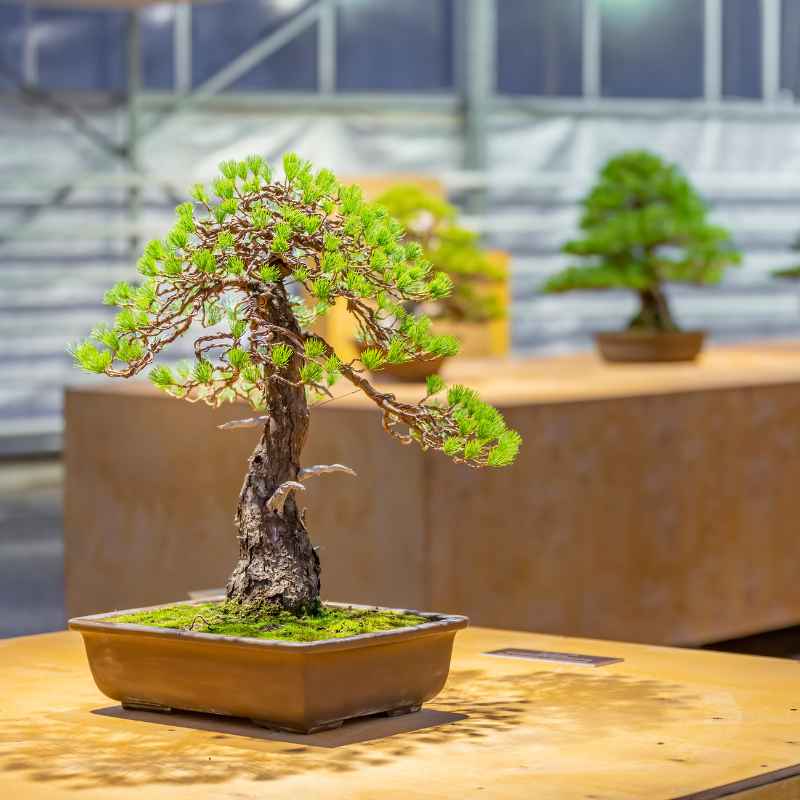 Tips for Boosting Your Bonsai Sales Income