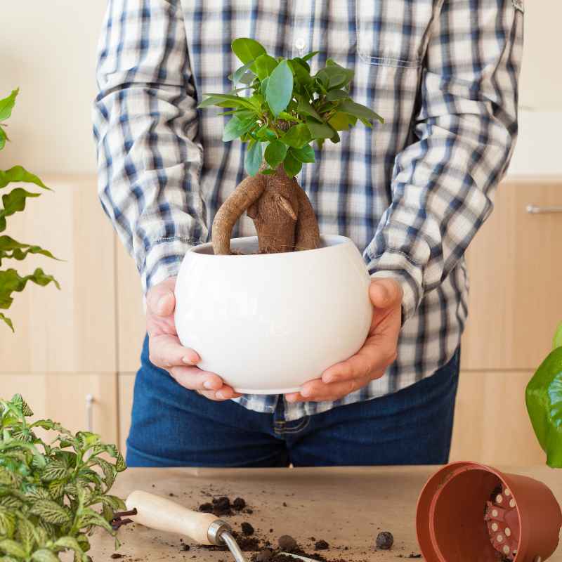 Understanding Bonsai Repotting and Pot Size