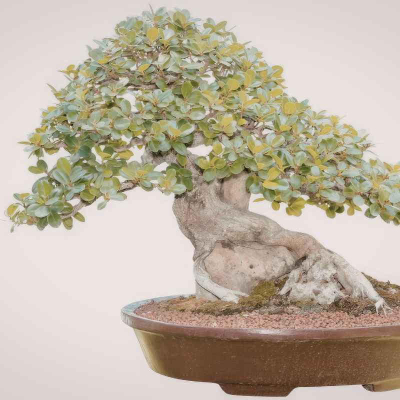 Understanding Bonsai Root Growth