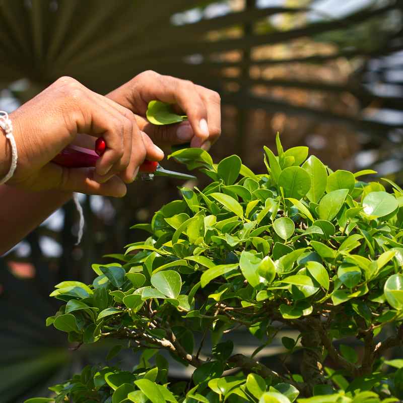 Understanding Bonsai Shear Sizes