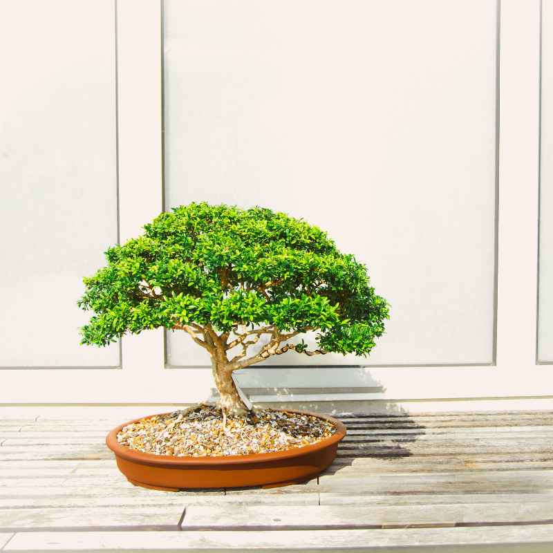 Understanding Brazilian Rain Tree Availability