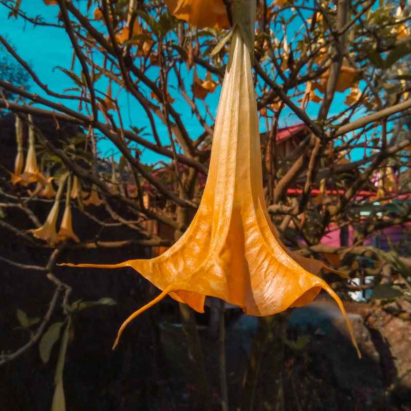 Understanding Brugmansia Angel Trumpet Bonsai and Outdoor Planting