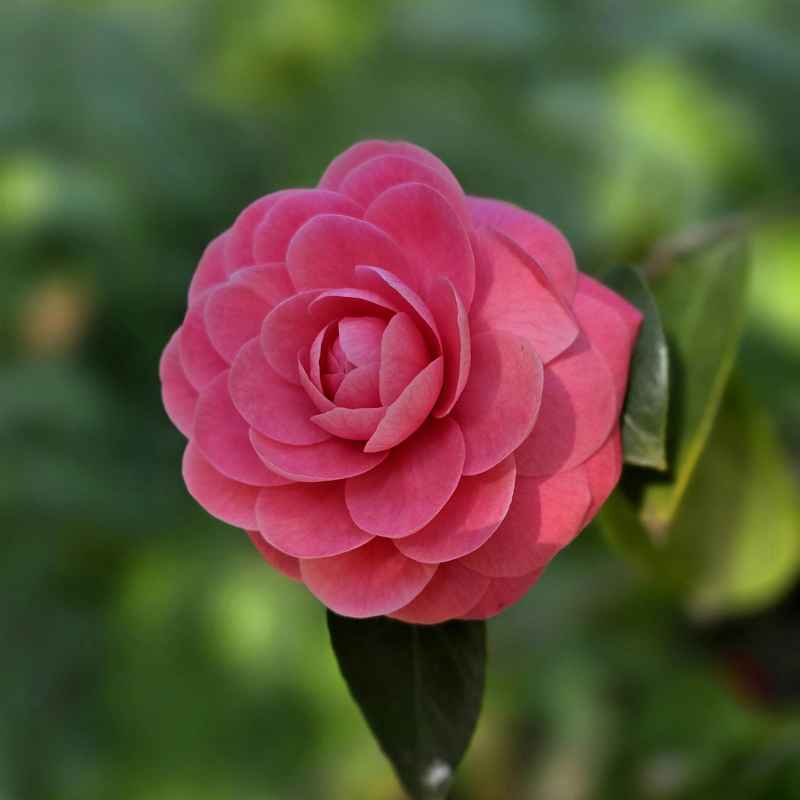 Understanding Camellia Needs for Summer