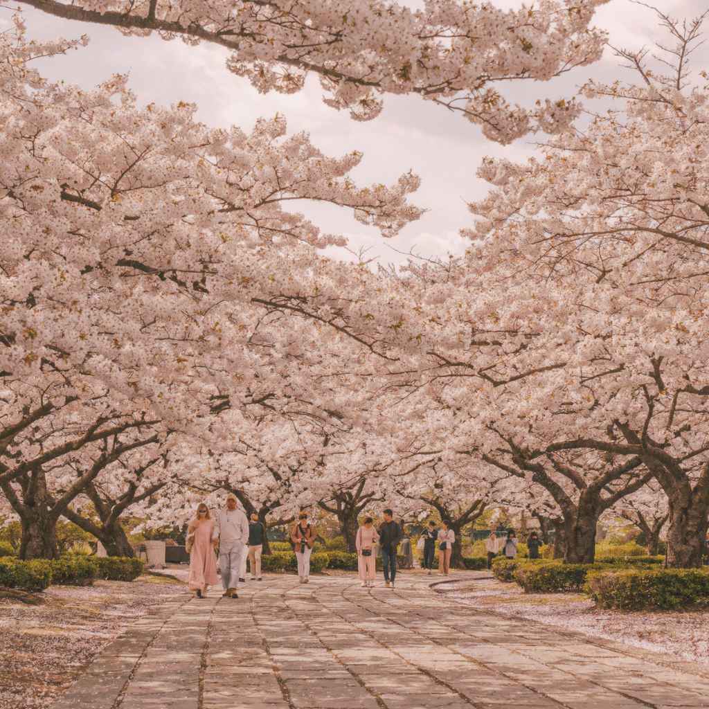 Understanding Cherry Blossom Timing at Brooklyn Botanic Garden