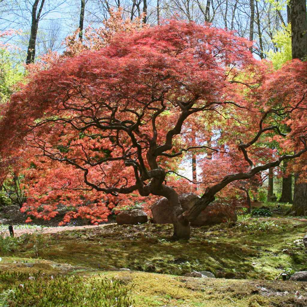 Understanding Japanese Maple Basics