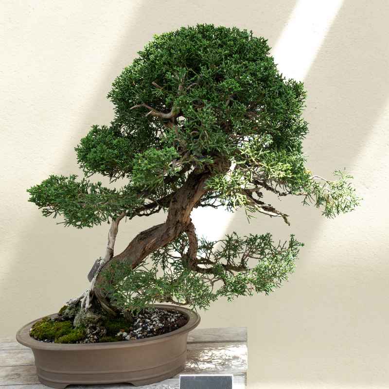 Understanding Juniper Bonsai