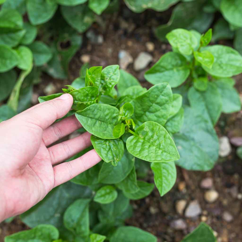 Understanding Malabar Spinach