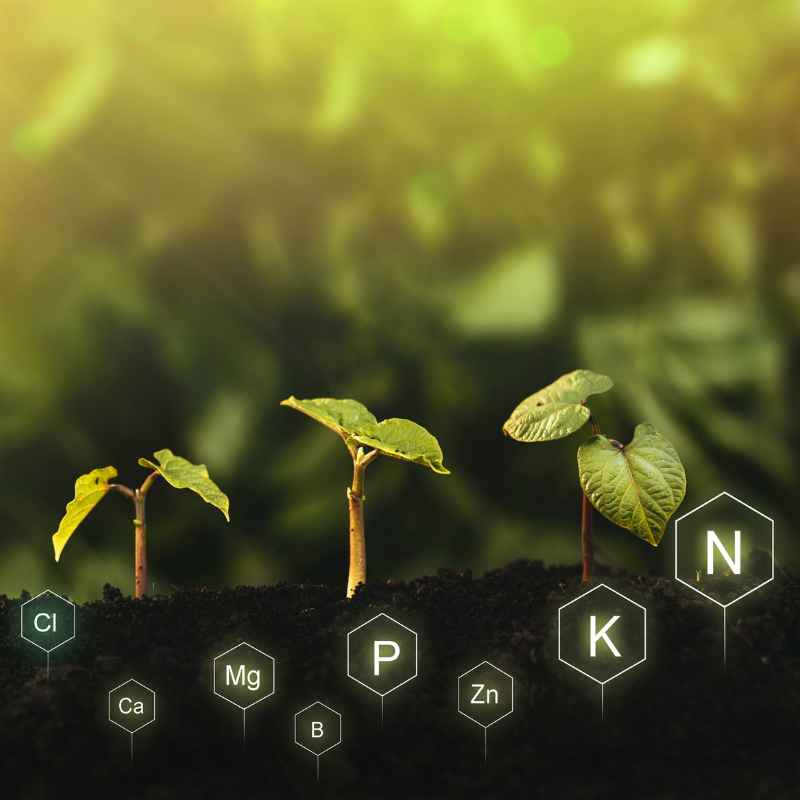 Understanding Plant Nutrients and Water
