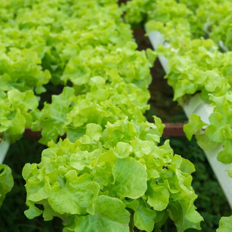 Understanding Soil-Free Gardening