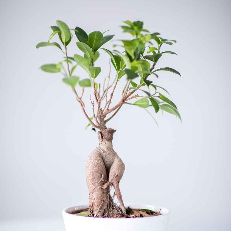 Understanding Stratification for Ginseng Banyan Bonsai Seeds