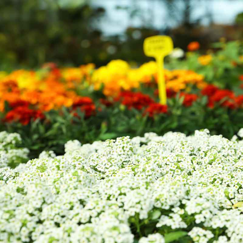 Understanding Sweet Alyssum in the Garden