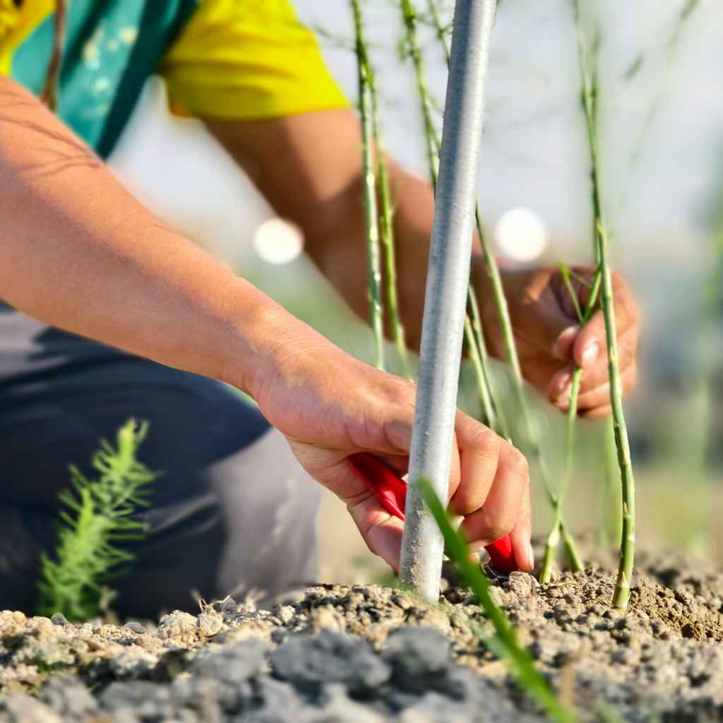 Understanding What Makes a Garden Sustainable