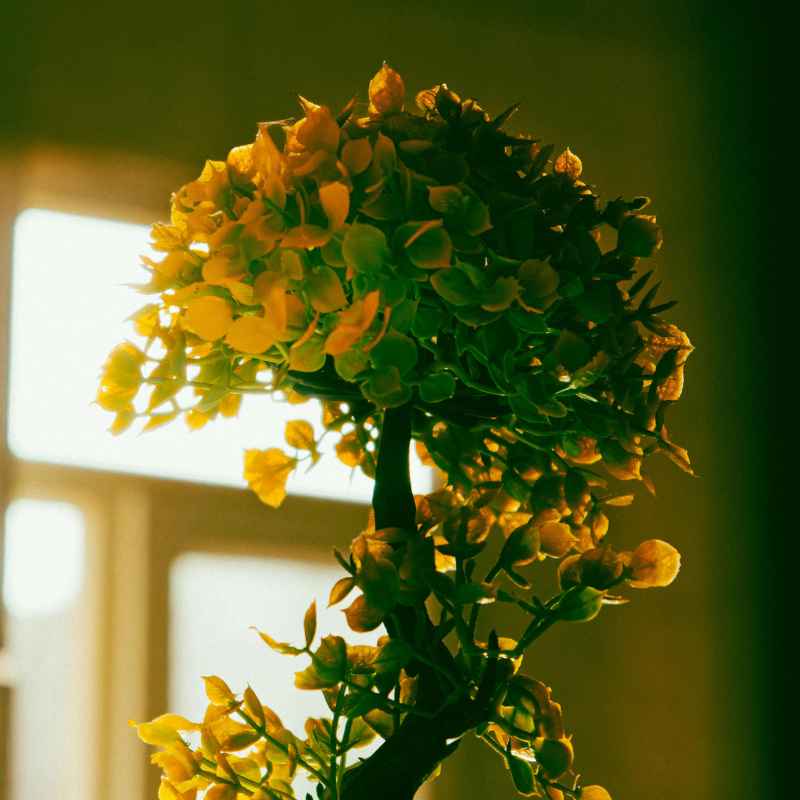 Understanding Yellow Leaves on Brussels Bonsai
