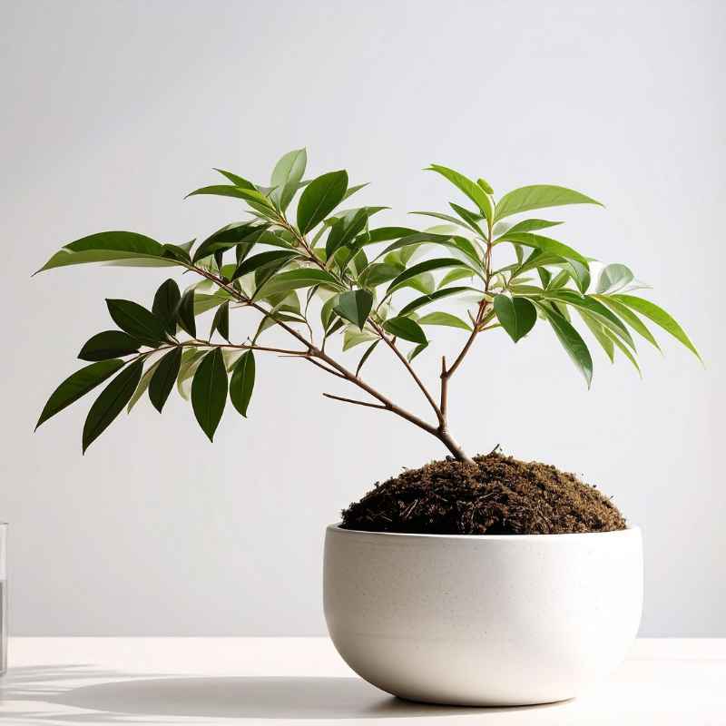Understanding Your Tropical Bonsai's New Indoor Life