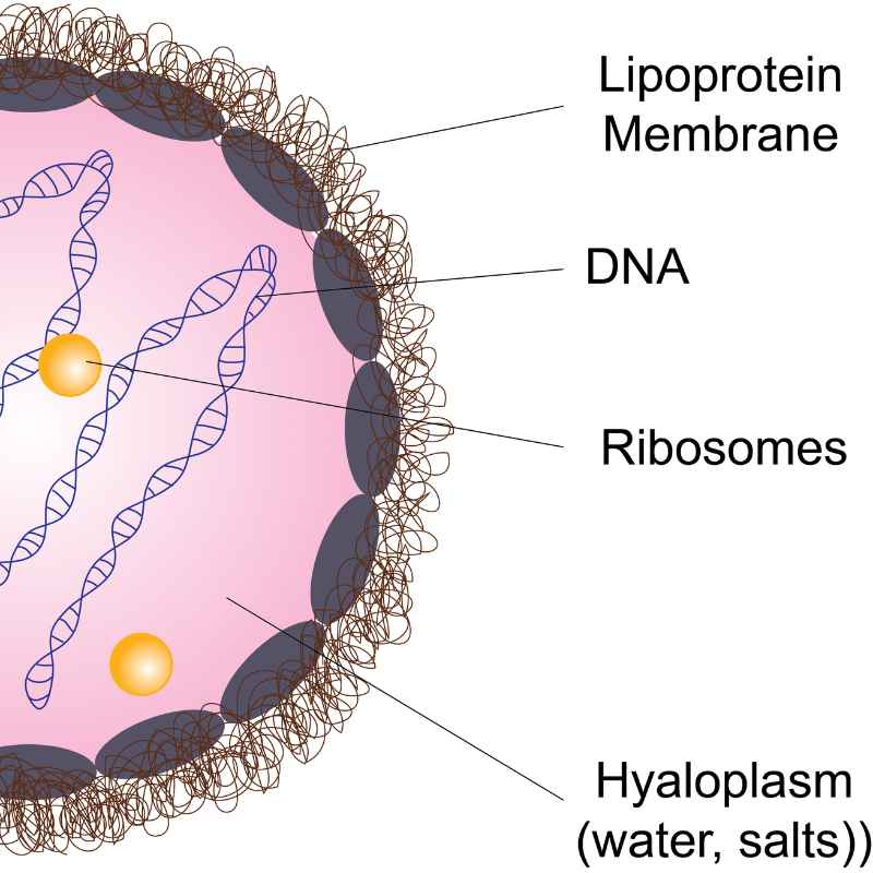 What Are Prokaryotes?