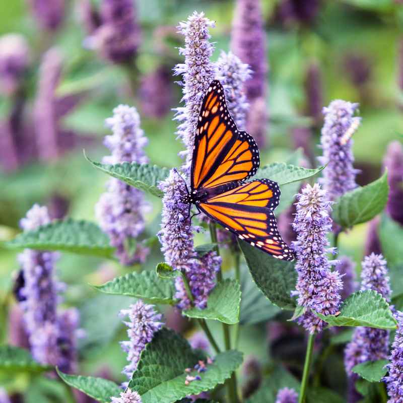 What Is Hyssop?