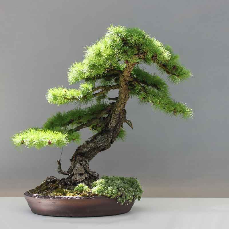 What Makes Thunderhead Black Pine Special for Bonsai