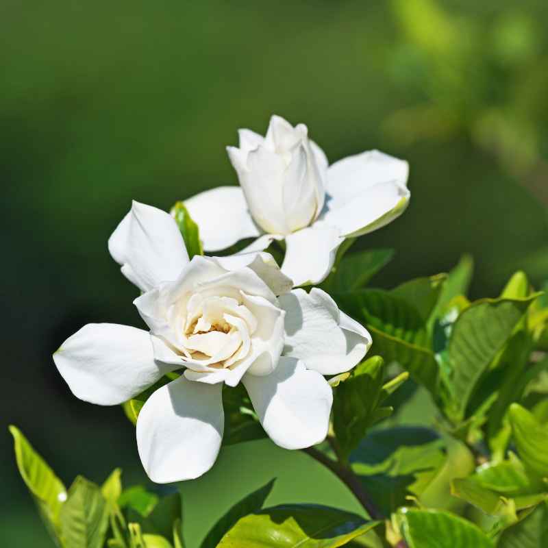 What's Causing Those Dropped Gardenia Bonsai Buds?