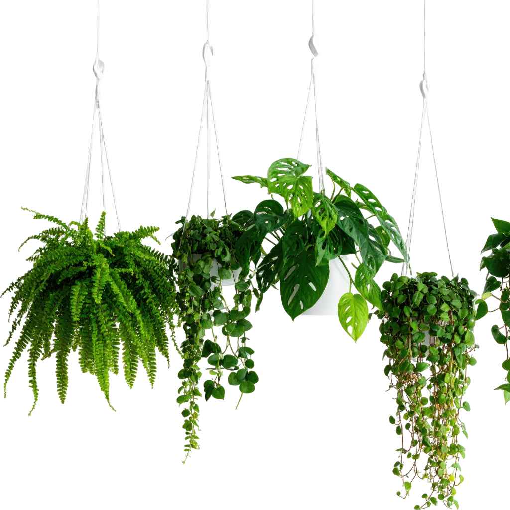 Why Air-Purifying Plants Matter for Your Home