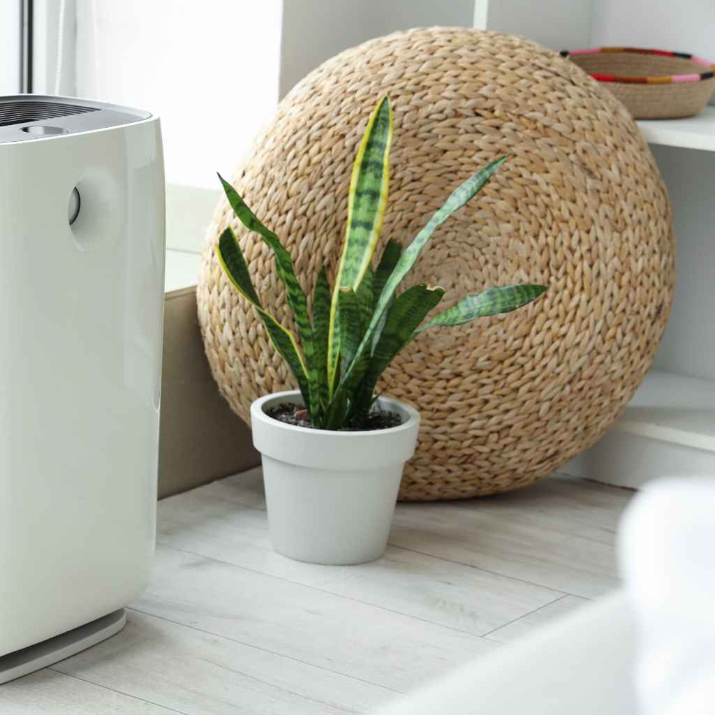 Why Indoor Plants Help Purify Air