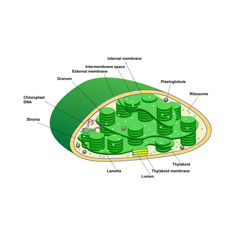A Tiny Food Factory